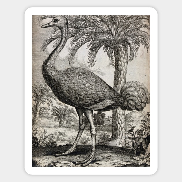 An Ostrich, Unknown Sticker by nickedenholm